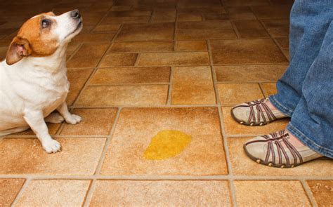 Housebroken Dog Urinating In House
